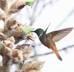 Kolibris