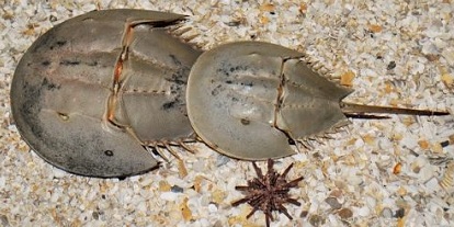 Pasagos krabas
