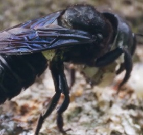 Megachile pluto
