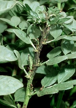 Bean plant, Stem