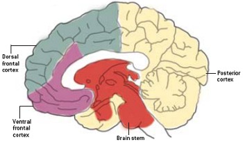 Brain Structure