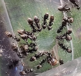 Tapinoma magnum